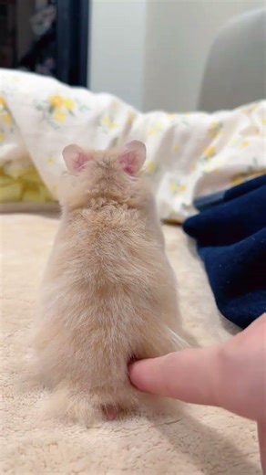 Unbelievable Back View! Golden Thread Bear Wins Hearts GoldenThreadBear CuteBeyondWords