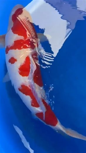 Koi Water Barn UK | Last year in Japan we picked up one of Yoshino’s best sansai. 72cm sansai. Shockingly good kohaku. This koi has everything … body, skin.... | Instagram