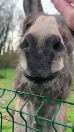 les ânes sont trop mignons