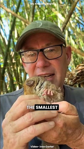 The 3 Smallest Animals in the World #Animals #Wildlife #Nature