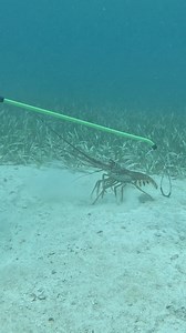 How to Catch Lobster | Ryan Myers