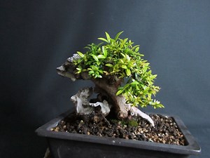 Myrtus Shohin