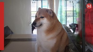 Muere Cheems, el perrito más viral del internet
