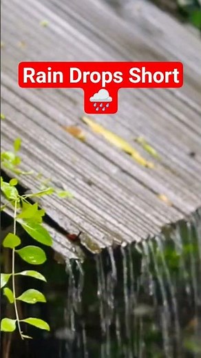 Rain Drops on Leaves 🌧️ Stress Gone in 20 Sec #shorts #raindrops #rainsounds #shortsfeed #nature