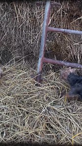 🕰️🐀The pack went back in time to catch some 🐀🕰️ What a way to spend the weekend! Good company ✅ Good food ✅ Outdoors ✅ Covered in muck ✅ The farmers were patient with all of our questions about how this old style is still relevant today. It's not something some of our pack members have ever even seen in person! It was an event for the locals that we had the privilege to be invited to. With refreshments at half-time, plenty of stories, and banter all whilst our little terriers are having the 