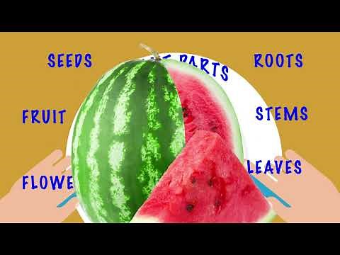 6 Parts of the Plant We Eat