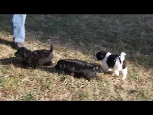 Jack Russell Mix Puppies For Sale