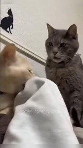 These cats are absolutely UNHINGED | Funny cats compilation #catsbeingcats #funny