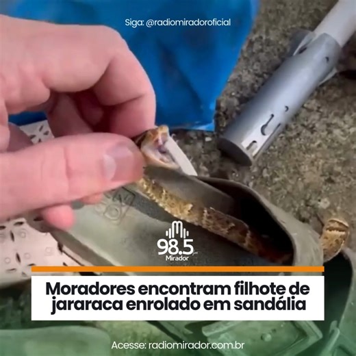 Rádio Mirador 98.5Fm on Instagram: "Um filhote de jararaca, considerada uma das serpentes mais perigosas do Brasil, foi encontrado enrolado dentro de uma sandália em uma residência de Santa Catarina, nesta quinta-feira (11). A situação chamou a atenção dos moradores e exigiu cuidados redobrados. A ocorrência foi atendida pelo biólogo Christian Raboch Lempek, que realizou o manejo seguro do animal. Segundo o especialista, as altas temperaturas contribuem para o aumento do aparecimento de serpent