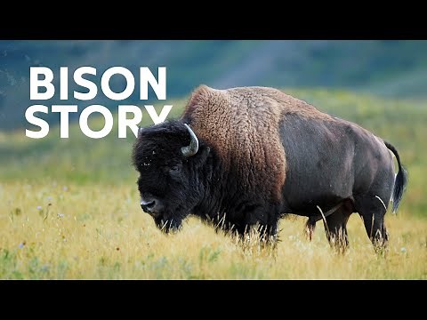 The Great Bisons Of North America
