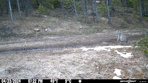 Quick rest and then back on the trail... | SPYPOINT Trail Cameras