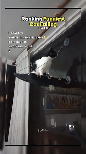 Ranking Funniest Cat Falling (Part 2)