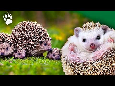 HEDGEHOGS: A Longevity in Danger 🦔🚨 | Wildlife Documentary - HD