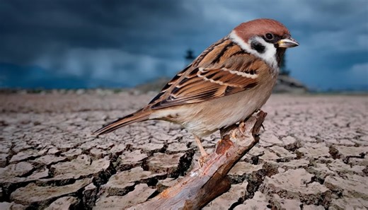 How China’s war on sparrows backfired with devastating consequences