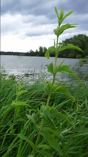 Soft Wind in Grass - Sound Of Nature, Nature Ambience - Wind