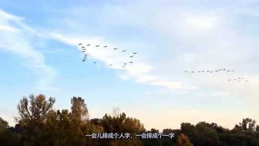 大雁飞行的时候为什么排成队形呢？原来队形变化与飞行速度有关