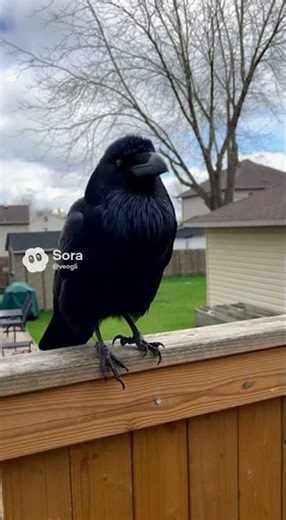 It literally said "HELP ME" 🐦💀 #creepy #animalmimicry #shorts #wtf