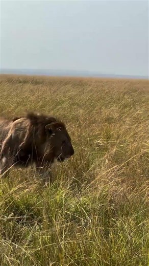 Post-lunch siesta📍Masai Mara 🇰🇪 📷 ebbys_wild_eye