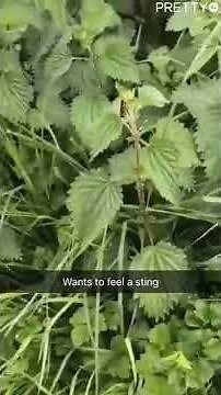 This girl was never stung by nettles and wanted to know what it was doing