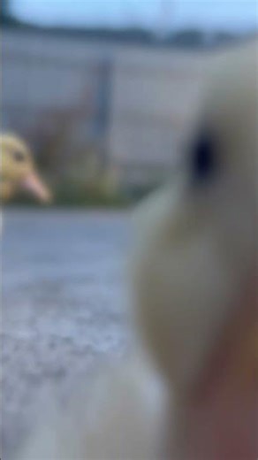 Call ducklings eating my camera pls make them go viral #ducks