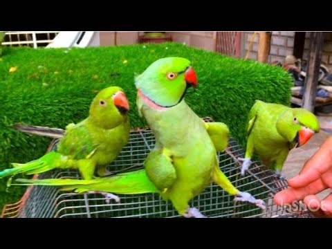 Indian Ringneck Parrot Talking Natural Sounds video Compilation / Mithu Tote Ki Awaaz