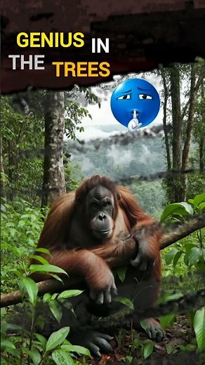 ORANGUTAN | The Forest Genius Fighting Extinction #wildlife