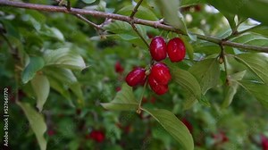 Slow motion of Cornus mas, the Cornelian cherry, European cornel or Cornelian cherry dogwood, which is a species of flowering plant in the dogwood family Cornaceae, native to Southern Europe and South