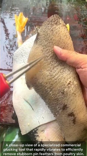 The process of removing tough pin feathers from poultry