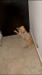 COCO HACE FIESTA AL VERNOS | El Show Del Chango Oficial