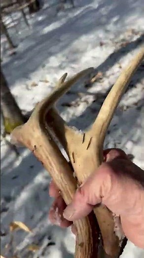 Rick Labbe finds a beautiful matching set of deer antlers while shed hunting in Maine #bucks #sheds