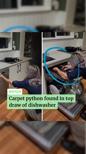A woman in Queensland was given a fright after finding a carpet python curled up in her dishwasher! #ACM #ACMNational #Snake | Western Advocate