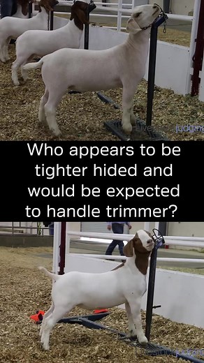 6.1K views · 42 reactions | #livestockjudging #showgoats | Livestockjudging.com | Facebook