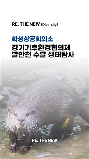 [리더뉴 생물다양성 프로젝트] 화성상공회의소, 경기기후환경협의체 발안천 수달 생태탐사