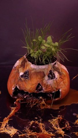 Mr. Jack O'Lantern time lapse