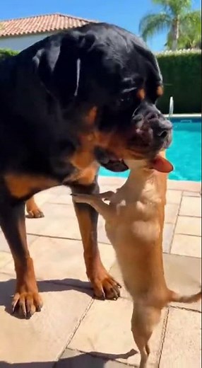 dog and papi 😍 #shorts #story