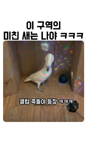 이 구역의 미친 새는 나야ㅋㅋ 클럽 죽돌이 앵무새 등장 💃