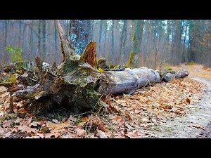 Fabulous Sounds of Nature in the Spring Forest. Singing Birds and Wind noise for Relax, Background.