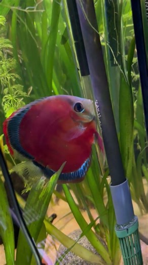 Discus fish spawning