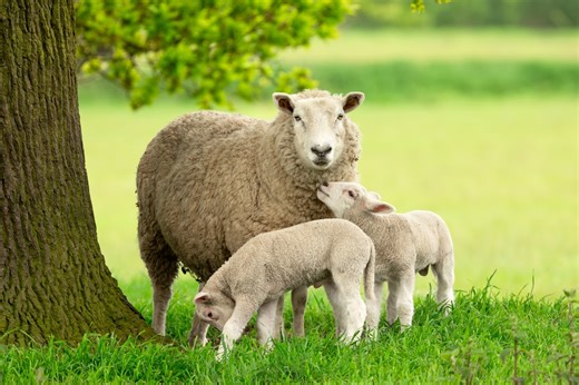 'Britain's Loneliest Sheep' Gives Birth to Twins and Everyone's Reaching for Tissues - AOL