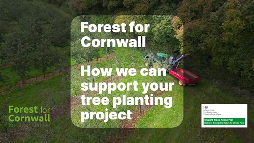 🌱🌳 Thousands of free tree saplings are up for grabs starting from this month as residents are encouraged to plant trees, boost nature in local communities, and contribute to a carbon neutral Cornwall. Our Forest for Cornwall team is behind the initiative which starts during National Tree Week from November 23 to December 1. More on this ➡️ https://www.cornwall.gov.uk/council-news/environment-culture-and-planning/pick-up-a-free-tree-to-plant-for-national-tree-week/ | Cornwall Council