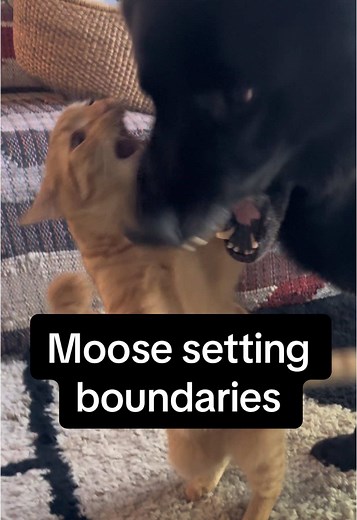 Understanding Moose: Dog and Cat Communication Dynamics