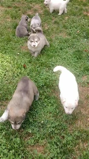 howling wolfdog pup | Dog Howling