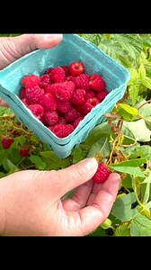 1.6K views · 16 reactions | It’s red raspberry season on our farm and they are so much fun to pick your own in our fields. Maximize your visit by knowing how to pick the perfect ripe raspberry by watching this video. #pickyourown #pyo #pickyourownraspberries #raspberries #raspberry #fruitpicking #fruitfarm #farmlife #alstedefresh #alstedefreshdiscoveries #alstedefarms #chesternj | Alstede Farms | Facebook