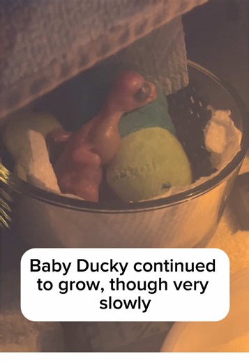Ducky's Journey: Dad Beaker's Cheerleading Support