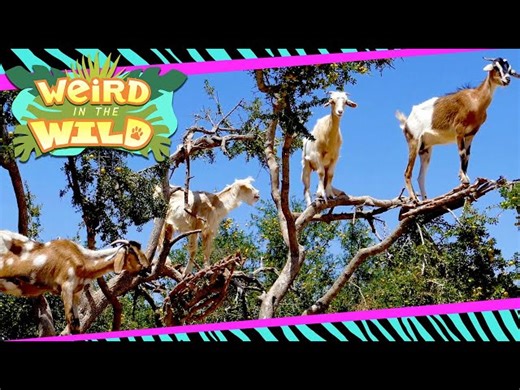 Weird Animals - These Goats Climb Trees