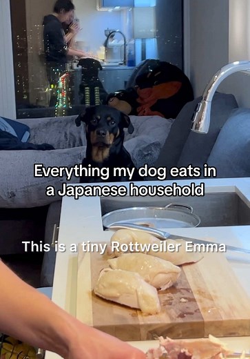 She probably thinks I’m her private chef👩🏻‍🍳 Breakfast: - Rabbit - Labm - Duck Neck - Beef Liver - Sardine cooked - Duck Egg - Daikon Oroshi - Turkey Tail Mushroom steeped - Hemp Hearts - Goji Berries soaked - Natto unseasoned - Bonito Dashi unseasoned Snack: - Pomegranate - Bulky Stick Toothpaste: - Organic Coconut Oil - Baking Soda #dogfood #dog #rottweiler IB @Sarah Soojin Ahn