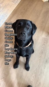 71K views · 3.1K reactions | Step by step video tutorials linked in bio and now in Crouton’s new mobile app! LINK IN BIO to download for free #dog | Kasey and Crouton | Facebook