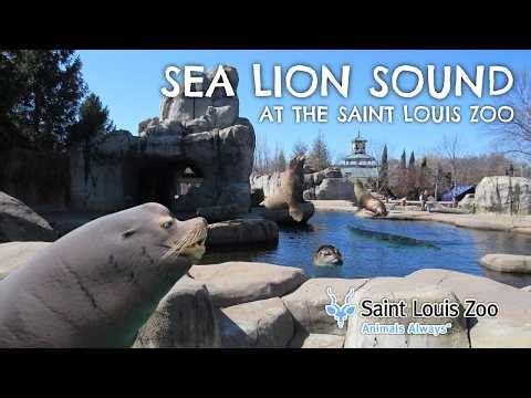Sea Lion Sound at the Saint Louis Zoo | Exhibit Tours Ep. 66