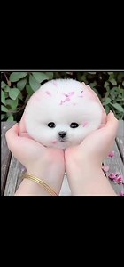 Adorable White Pomeranian Puppy Compilation