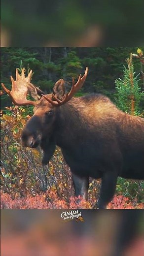 Moose Facts! Did you know all of these facts about Moose? #wildlife #facts #moose #Awesome #nature